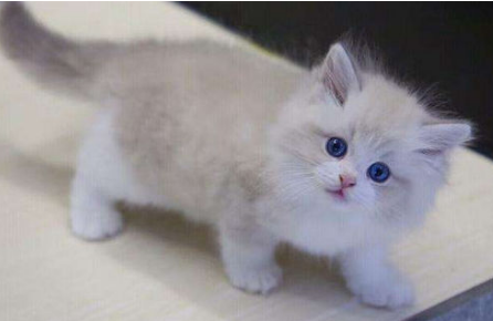 布偶猫价格的高低是由什么决定的呢?你知道吗? 布偶猫价格的高低是由什么决定的呢?你知道吗?