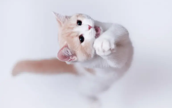 猫咪猫条推荐：耐威克叁零猫条让猫咪的快乐又回来了！