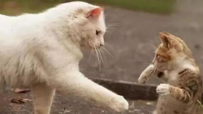 小奶猫对人哈气怎么处理?看完你就知道了 小奶猫对人哈气怎么处理?看完你就知道了