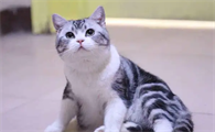 美国短毛猫能吃什么