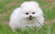 狗狗不尿尿怎么办