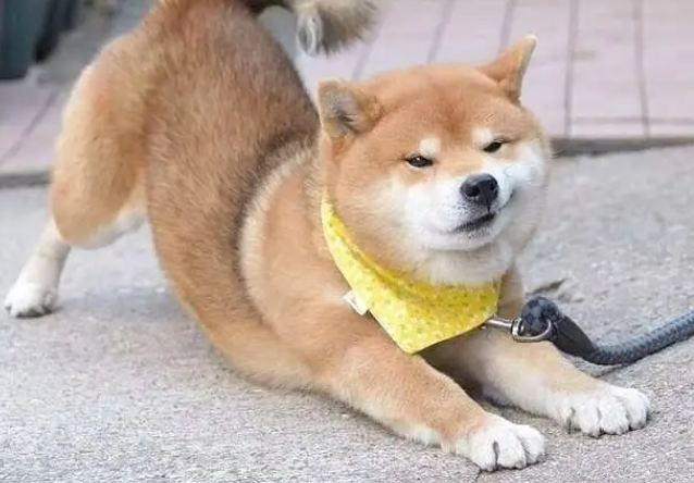 柴犬淘气吗?一文告诉你 柴犬淘气吗?一文告诉你