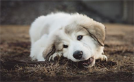 狗狗多大才能生育能力