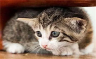 猫咪应激反应症状