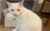 怎样解决猫随便大小便的问题