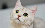 猫泌尿系统出现问题会有什么症状表现