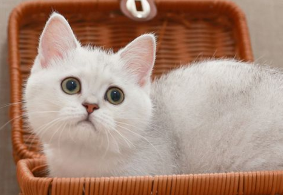 猫咪几个月生小猫 猫咪几个月生小猫