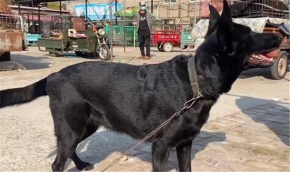 因没地方养,养了三年的东德被带到狗市,大妈:舍不得,哭两回了
