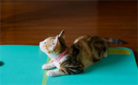 猫咪怀孕多久有胎动的感觉