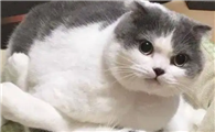 怎么确定公猫发完情了