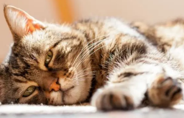 小猫咪不吃饭是什么原因 小猫咪不吃饭是什么原因