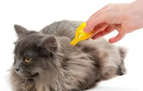 猫咪跳蚤会传染人吗怎么治疗