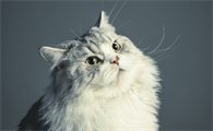 母猫生产不隔离其他猫会怎样
