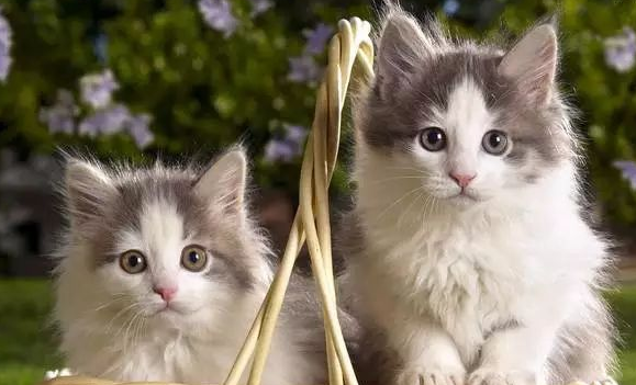 猫咪怀孕一直吐 猫咪怀孕一直吐