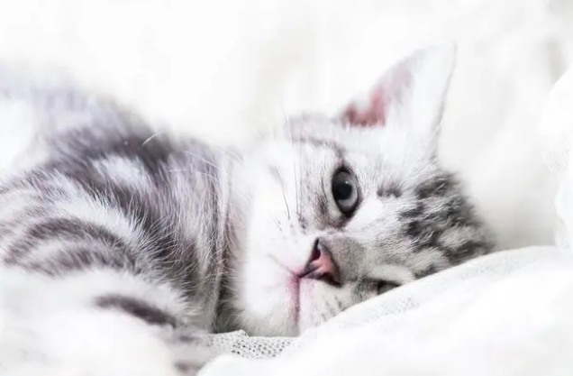 猫咪可以上地铁吗 猫咪可以上地铁吗
