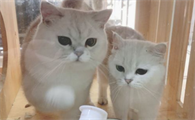 猫被蜱虫咬了有什么症状表现