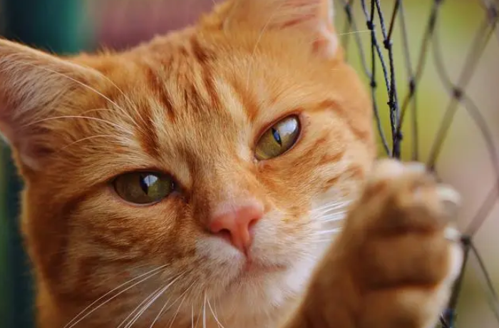猫咪生孩子的前兆有什么