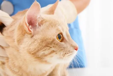 母猫生产后乳房多久恢复正常