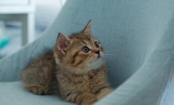 猫咪不吃饭怎么办