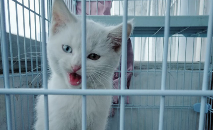 猫咪尿结石症状有哪些