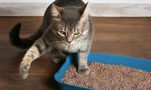 猫咪不埋屎的原因是什么?铲屎官们快来看 猫咪不埋屎的原因是什么?铲屎官们快来看