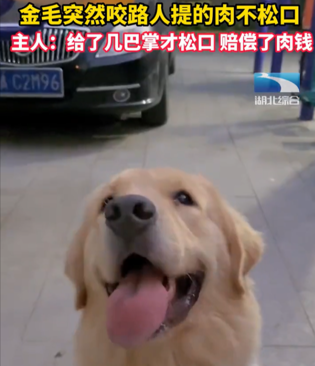 金毛突然咬路人提的肉不松口，主人：给了几巴掌才松口，赔偿了肉钱