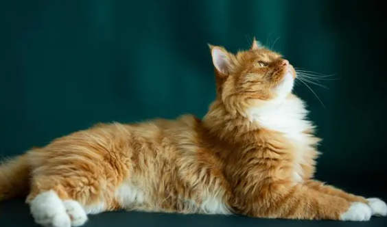 猫咪能吃香瓜吗为什么