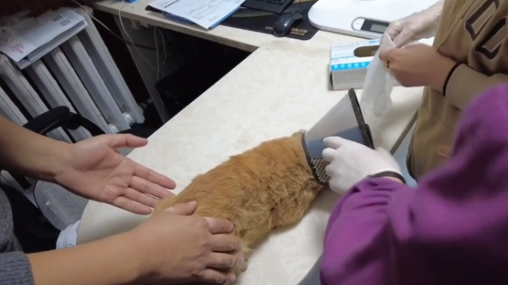被车撞飞的流浪猫，只能无助地躺在地上哀嚎着，小哥：谁来背这锅