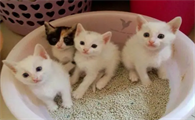 猫可以憋多久不拉屎