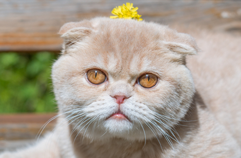 猫吃了蟑螂药多久发作一次