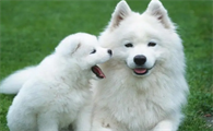 哪种犬适合选美？我来告诉你！