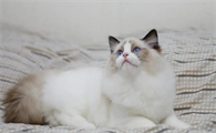 布偶猫哪个色最贵
