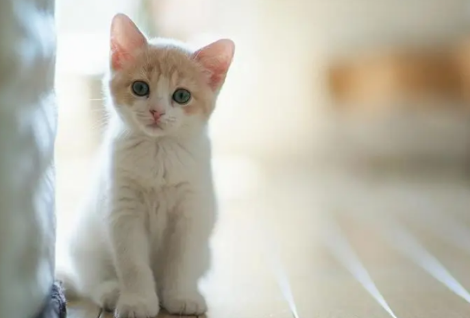 耐威克烘焙猫粮，满足家长日益挑剔的选粮需求！