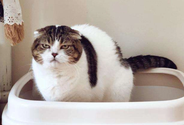 猫咪拉肚子了怎么办呢 猫咪拉肚子了怎么办呢