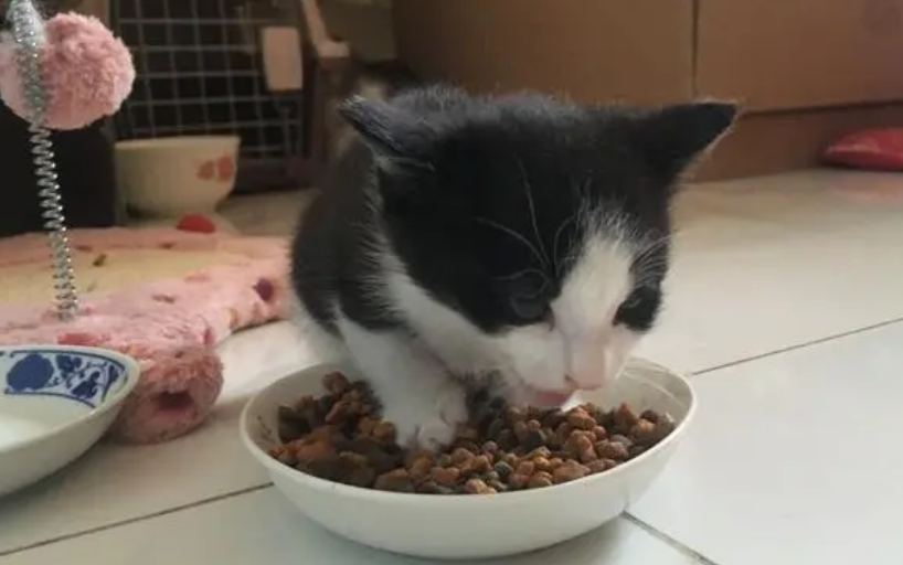 猫粮可以混着吃吗