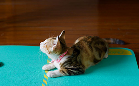 猫咪怀孕多久有胎动的感觉 猫咪怀孕多久有胎动的感觉