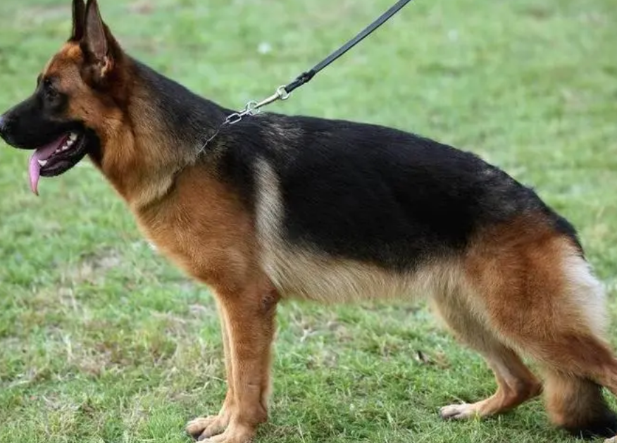 的规定是禁止饲养身高超过35厘米的大型犬,而德牧的肩高在55厘米左右