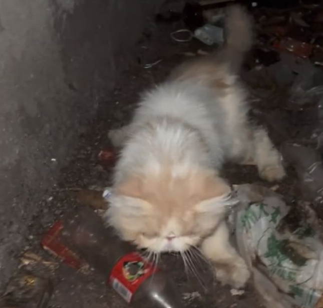 被困通风井的流浪猫,靠近后发现竟是加菲猫,小哥:只能量力而行 被困通风井的流浪猫,靠近后发现竟是加菲猫,小哥:只能量力而行