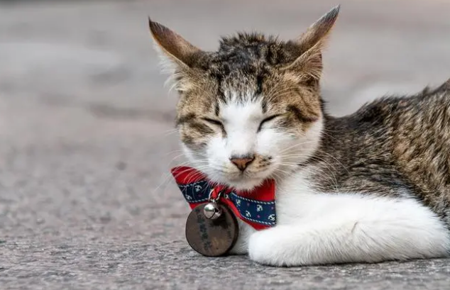 猫咪撒尿很黄是什么原因造成的 猫咪撒尿很黄是什么原因造成的