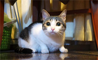 兄妹猫生下的小猫能养活吗