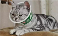 猫身上有螨虫吗会传染吗