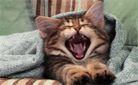 猫可以吃樱桃果肉吗