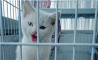 猫咪尿结石症状有哪些