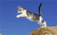 猫打喷嚏黄鼻涕但很活泼