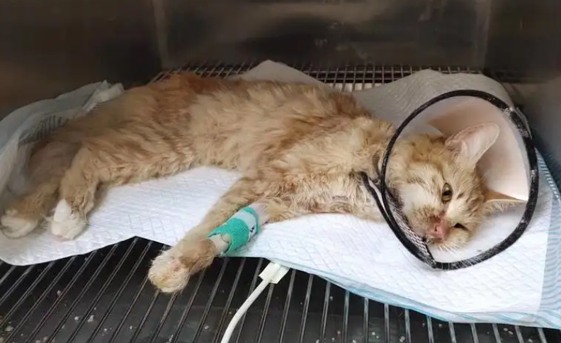 猫咪为什么得猫瘟的原因 猫咪为什么得猫瘟的原因