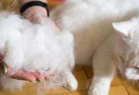 猫一般在几月份掉毛 猫一般在几月份掉毛