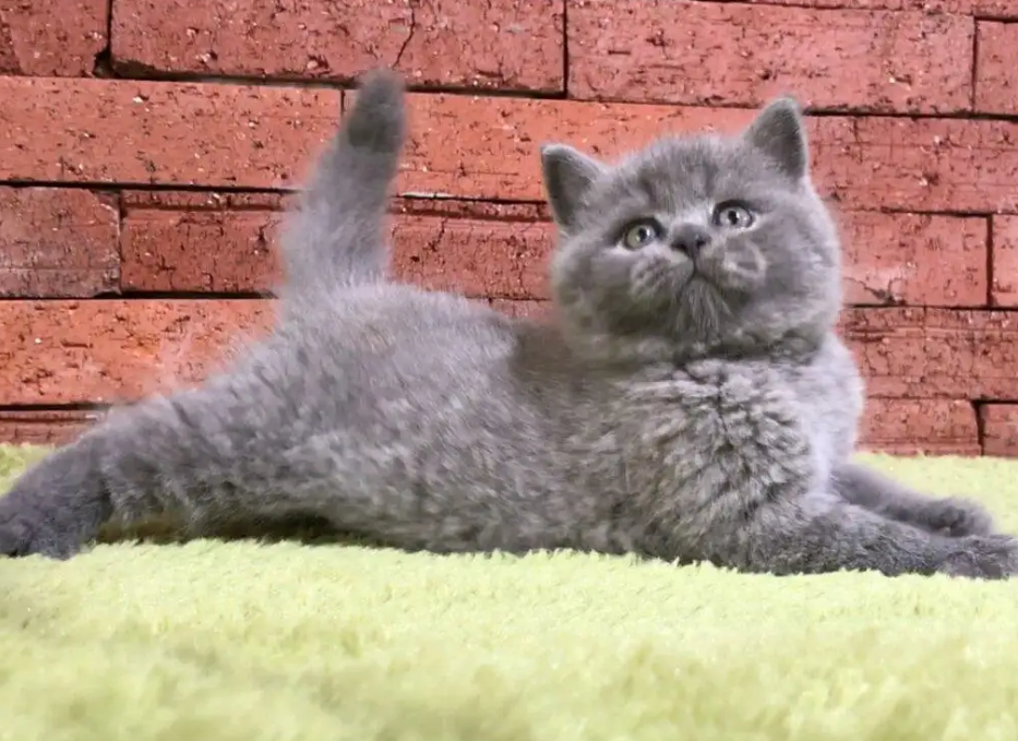 蓝猫换新主人多久熟悉？想知道的来看看