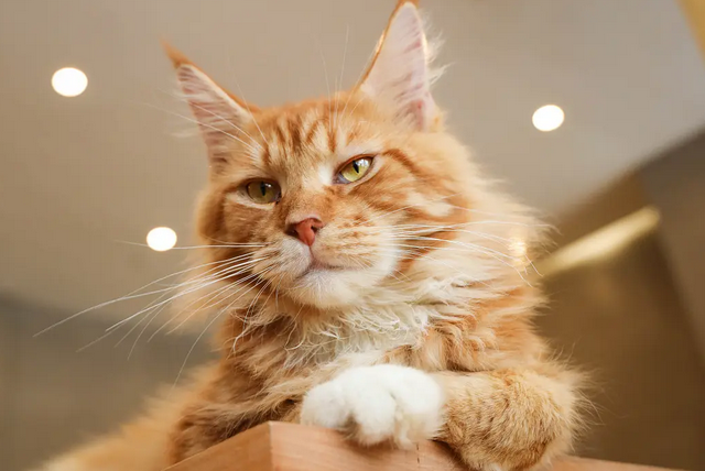 小猫身上大块掉毛怎么回事 小猫身上大块掉毛怎么回事