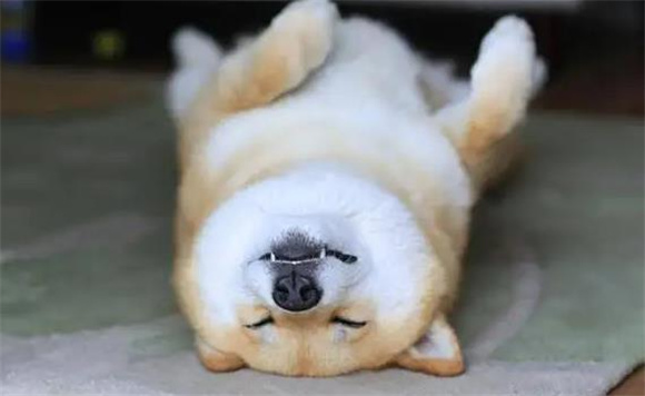 柴犬白手套为什么不好?真相可能不是你想的那样哦 柴犬白手套为什么不好?真相可能不是你想的那样哦