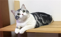 美短猫多少钱一只